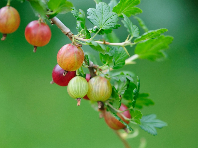 Plantera krusbärsbuske i din egen trädgård. Steg för steg.